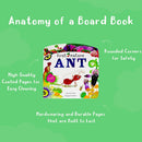 First Nature 4 Books Childrens Collection Set (Ant, Bee, Caterpillar &amp; Ladybird)